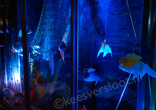 keesversloot-aquarium aquarium fotoprint